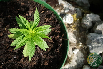 ¿Qué es el cannabis medicinal?