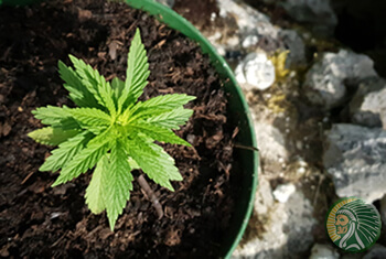 Was ist medizinisches Cannabis?