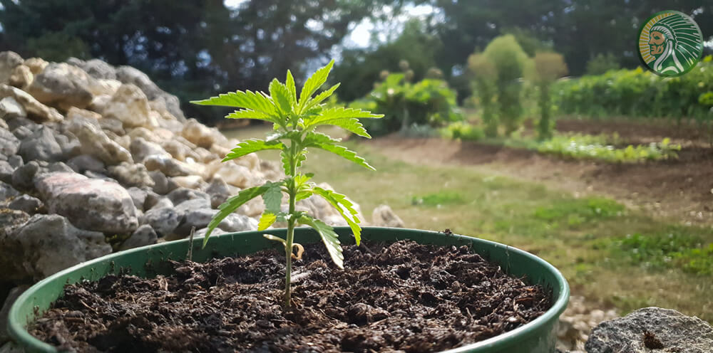 O que é maconha medicinal ou maconha?