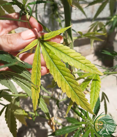 Deficiência de enxofre de cannabis