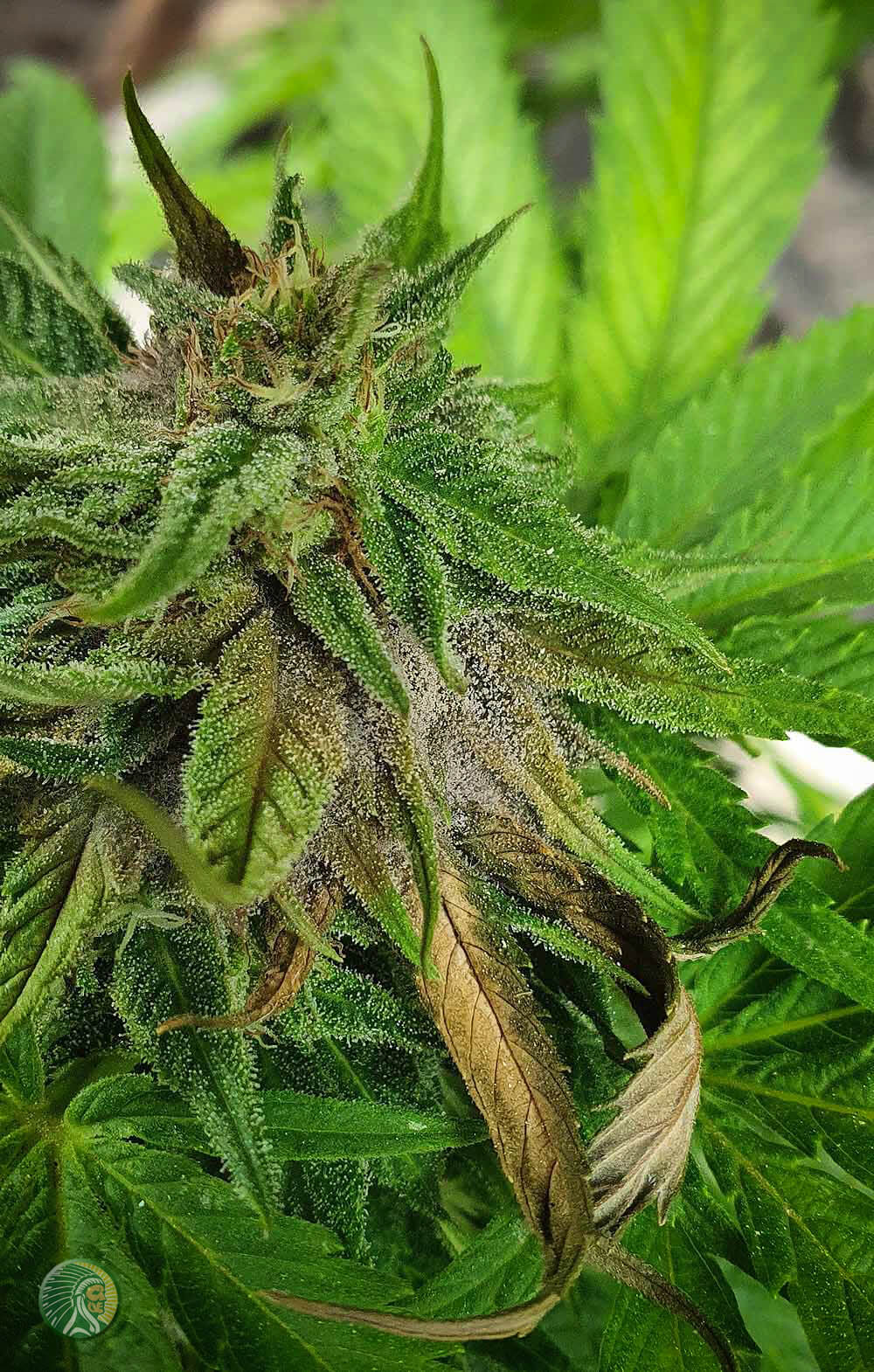 Moho gris en una flor de cannabis