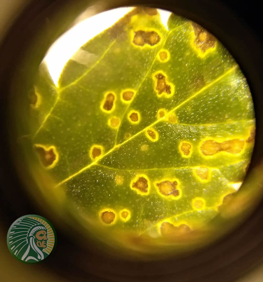 Lack of PK at the end of the cannabis leaf cycle