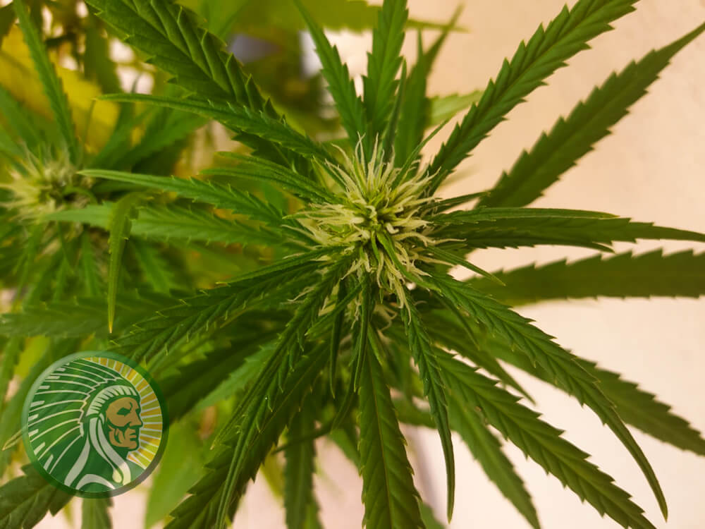 What is the best fertilizer for cannabis flowers?