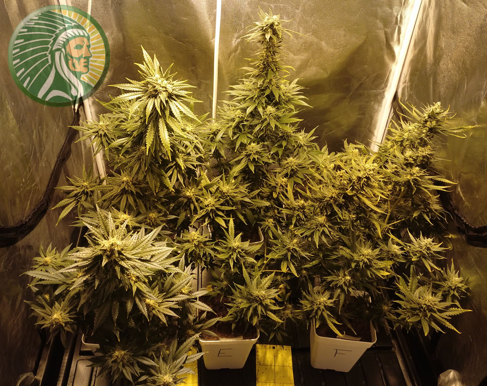 Dark phase and light phase time regulation for cannabis cultivation