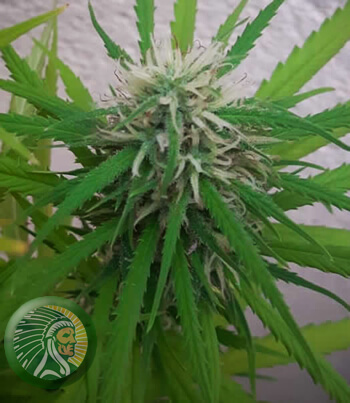 Flowering is the key stage in all cannabis production.