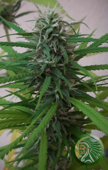 Several key and essential parameters are involved in cannabis flowering