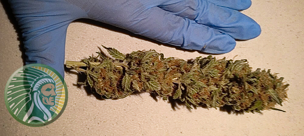A embalagem de Cannabis ayurveda aumenta o peso médio das flores