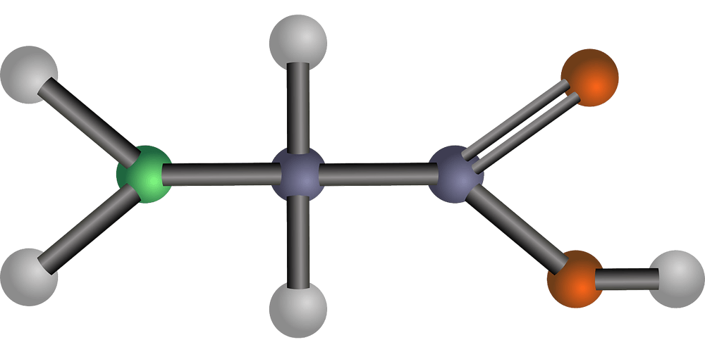 What are amino acids?