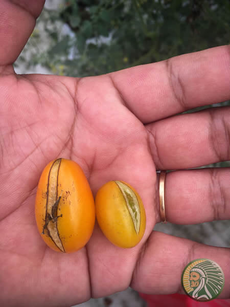 Calcium deficiency in yellow cherry tomatoes