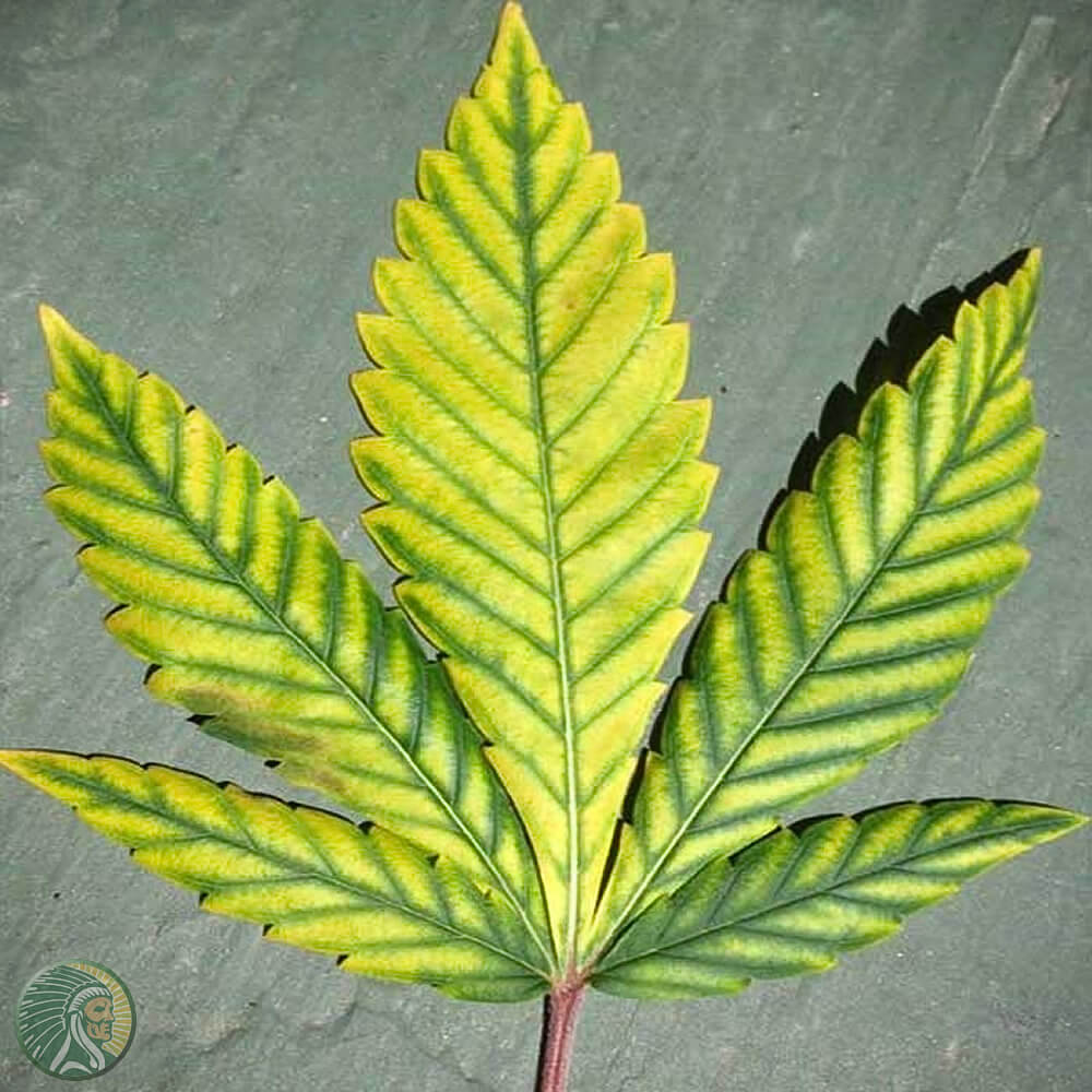 Magnésio nas folhas da planta