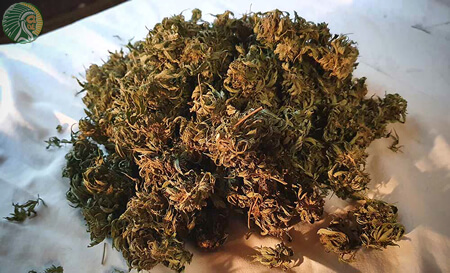 Best fertilizer for cannabis