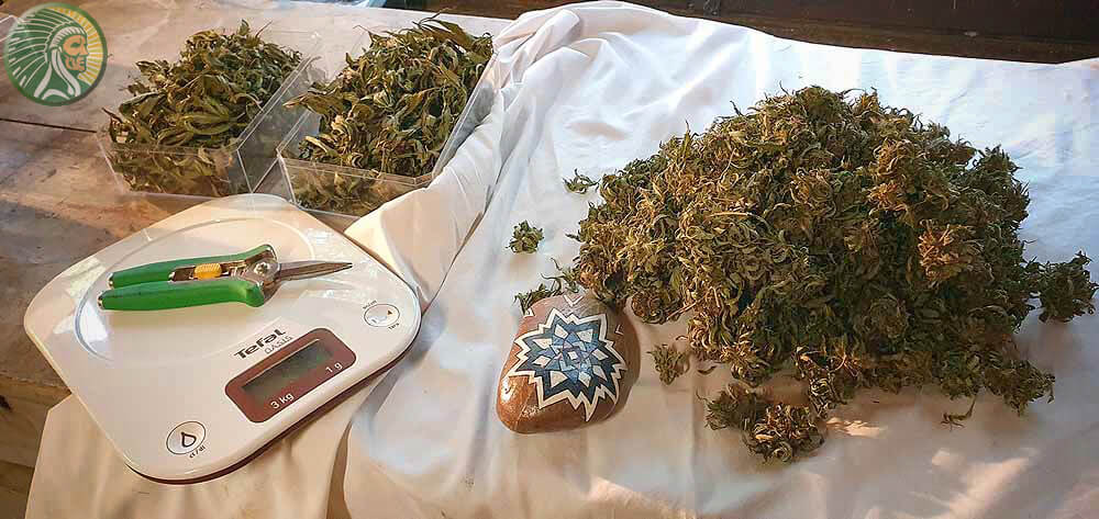 Opbrengst van cannabisbloemen