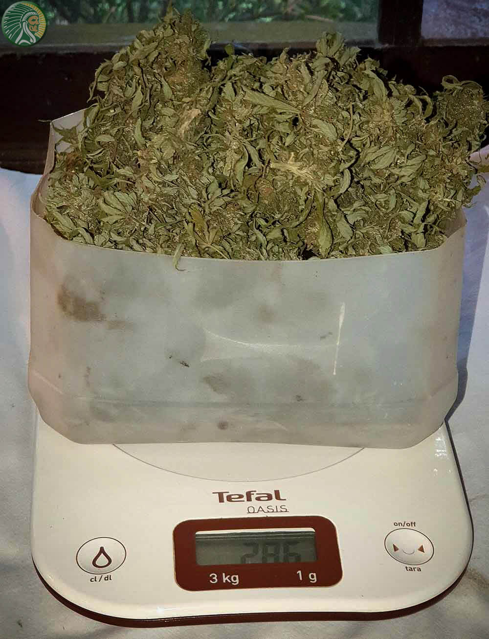 Colheita abundante em uma planta de cannabis