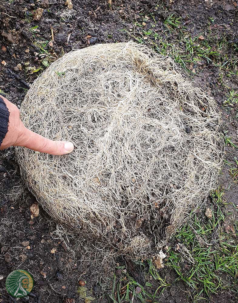 Well-developed and disease-free roots of a cannabis plant