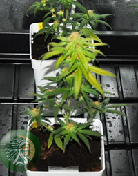 important function of flavonoids is to give color to cannabis flowers.