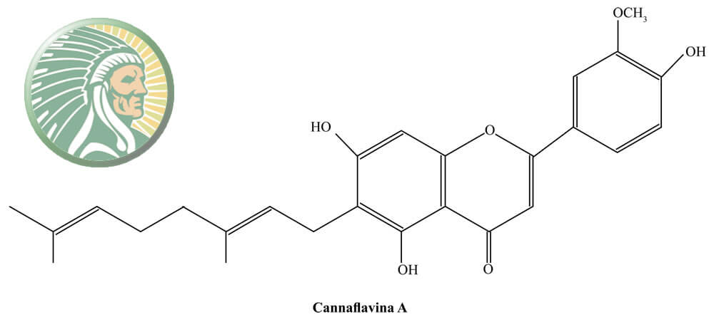 contenuto di flavonoidi delle piante di cannabis