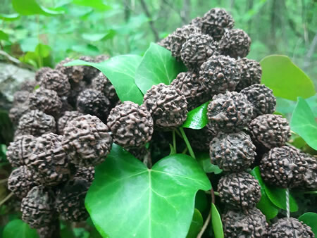 Rudraksha y ayurveda antigua