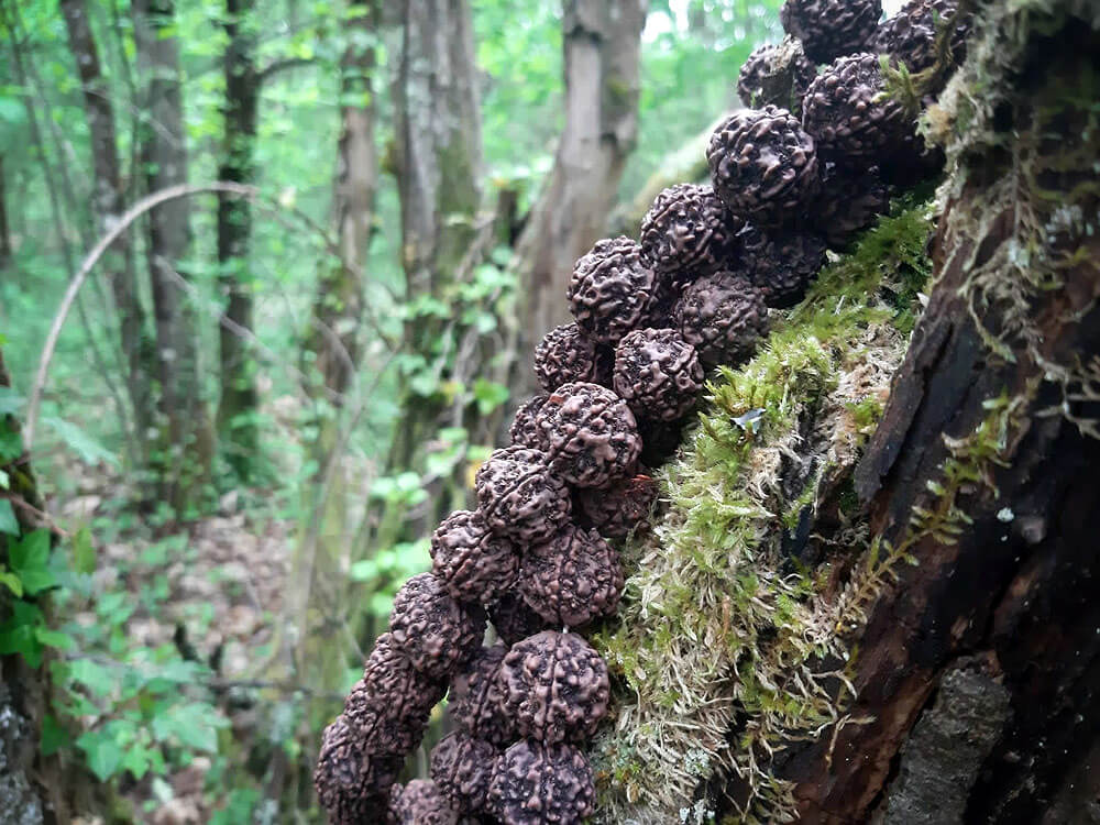 Rudraksha de un árbol majestuoso, Elaeocarpus Angustifolius