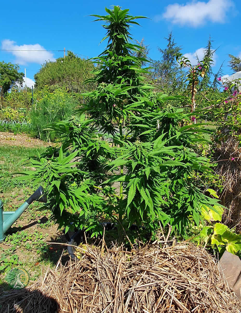 Organische materialen bij de cannabisteelt