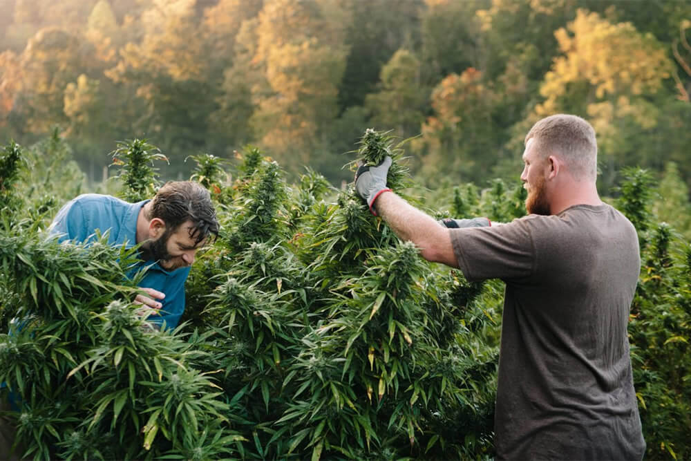cannabis oogst
