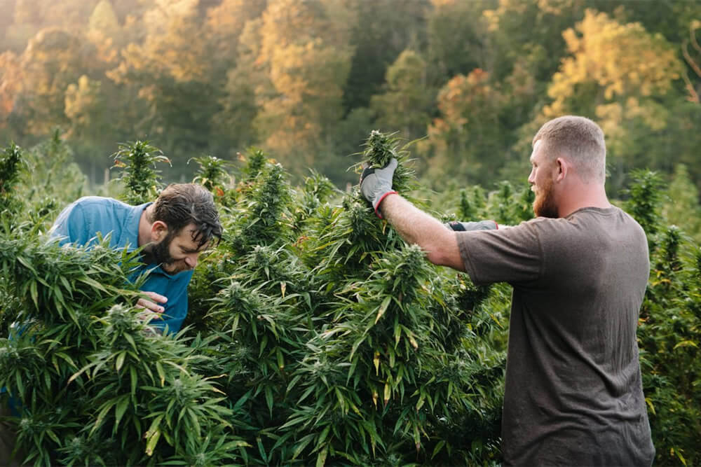 récolte du cannabis