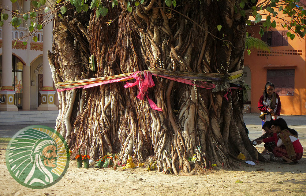 Árbol sagrado y venerado en la India