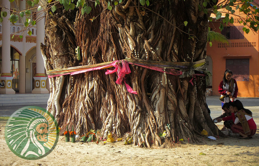 Heilige en vereerde boom in India