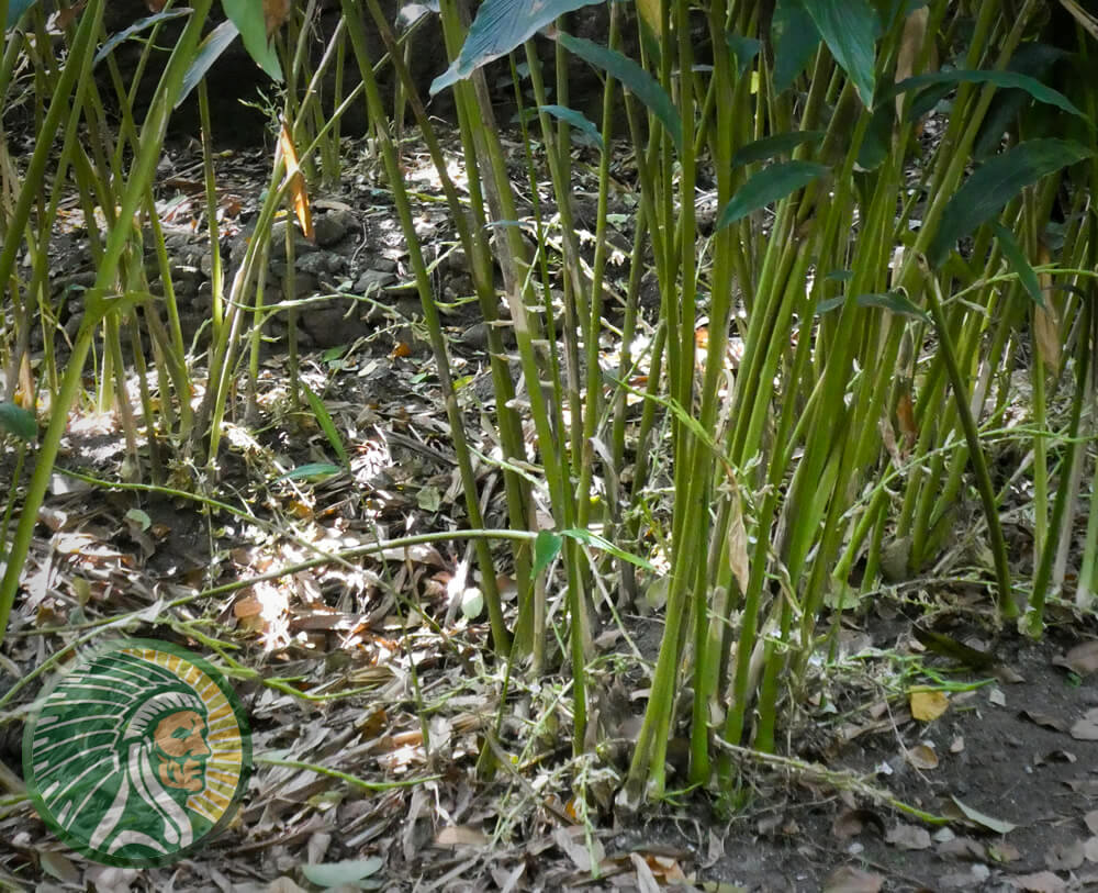 Bestehende Vegetation im Karbon