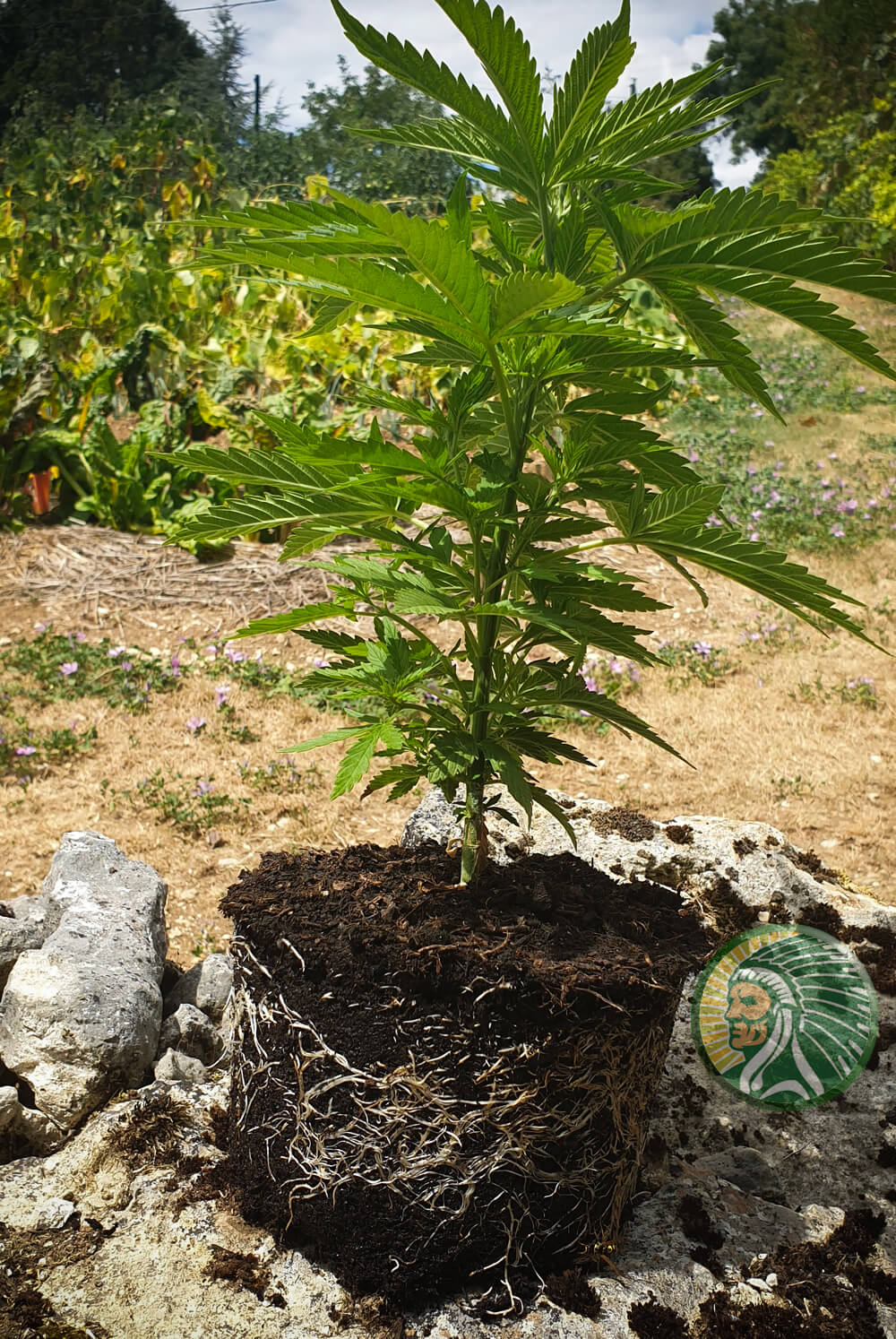 Cannabis plant in stakeout