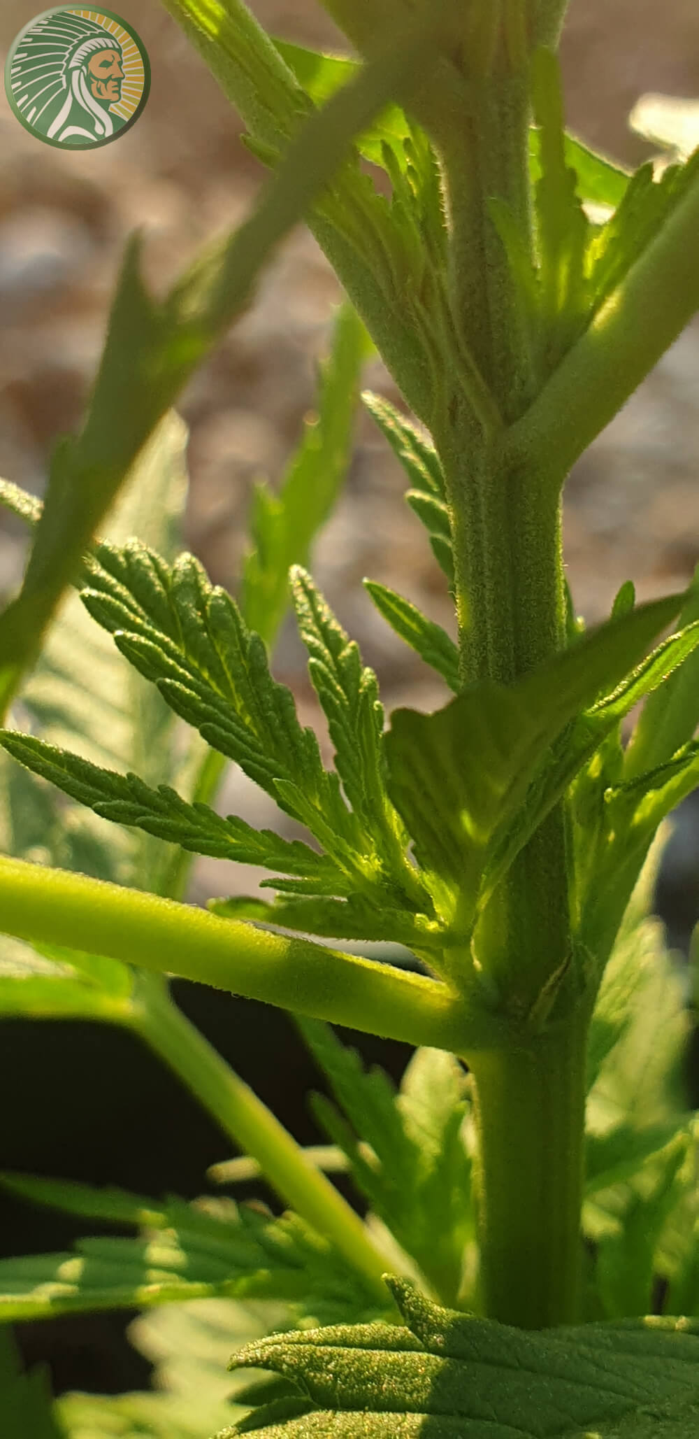 Planta de cannabis sana en gran forma