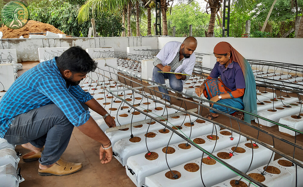 Tests of the 100% coconut substrate by the Yukha team