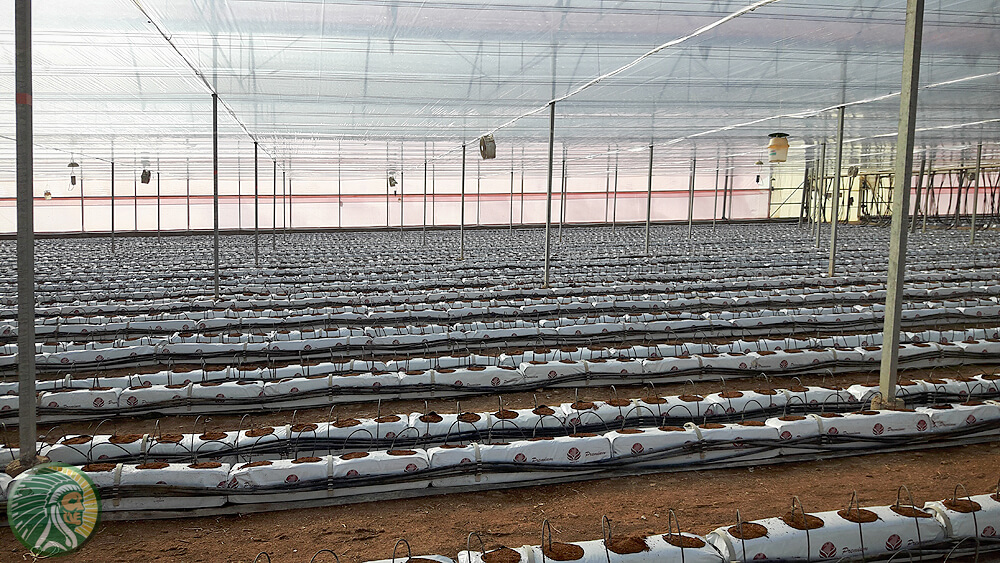 Cultivation in greenhouses on 100% coconut substrate.