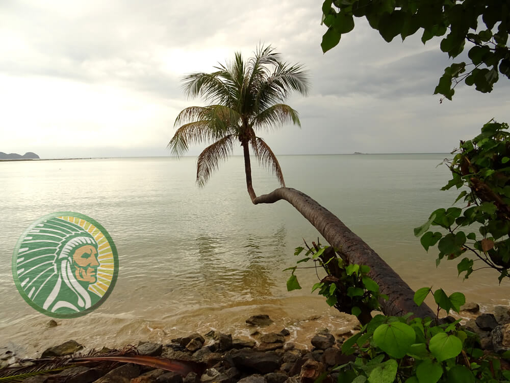 Magnificent coconut tree by the sea - Yukha