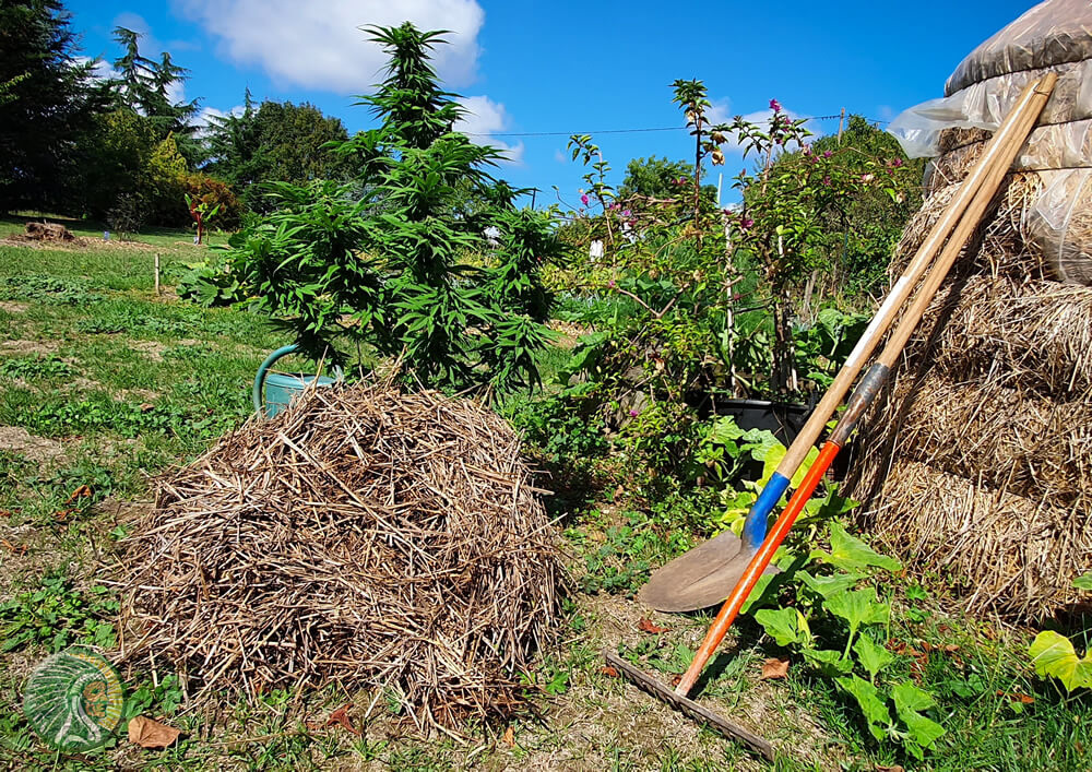 Ein günstiges Umfeld für den Anbau von Bio-Cannabis