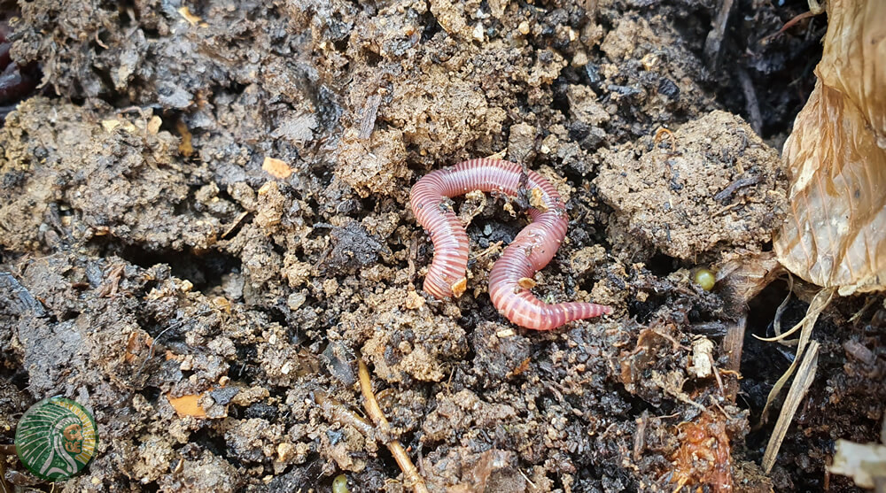 Vers de terre signe d'un compost sain et biologique