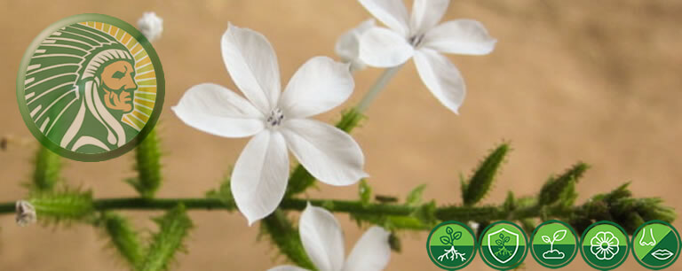 Plumbago zeylanica L. YUKHA