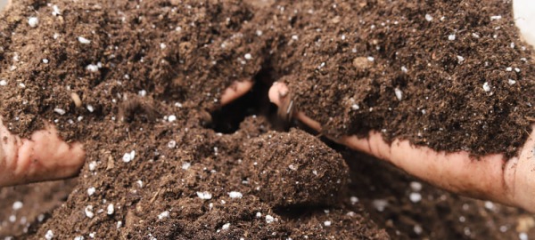 Cómo decidir entre fertilizantes sintéticos o orgánicos para la nutrición de las plantas de cannabis