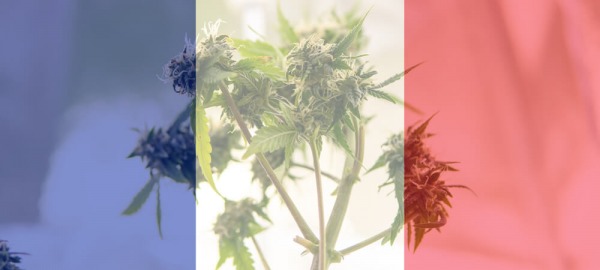 The Court of Cassation judges the sale of CBD in France to be legal