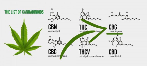 Wie Cannabigerol im Kampf gegen antibiotikaresistente Bakterien und Viren helfen kann