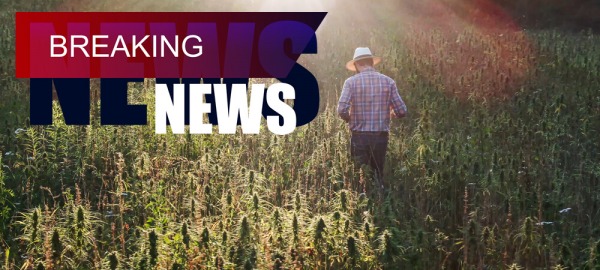 News of November 2021 -2 Cannabis around the world