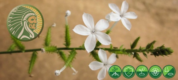 Utilisation de Plumbago Zeylanica L. dans l'Ayurveda ancien