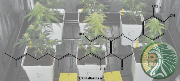 ¿Qué son los Flavonoides?