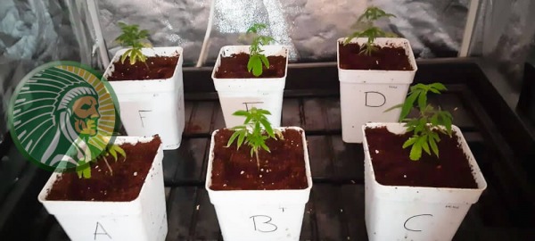 Aanvullende ontwikkeling van de vegetatieve fase van cannabis