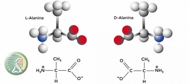 QUELS SONT LES MEILLEURS ACIDES AMINÉS?