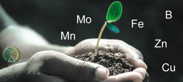 Quali sono i migliori microelementi per le piante?