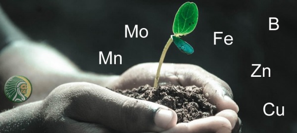 Wat zijn de beste micro-elementen voor planten?