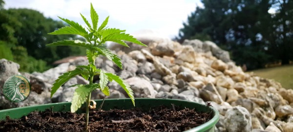 Visão geral da cannabis terapêutica