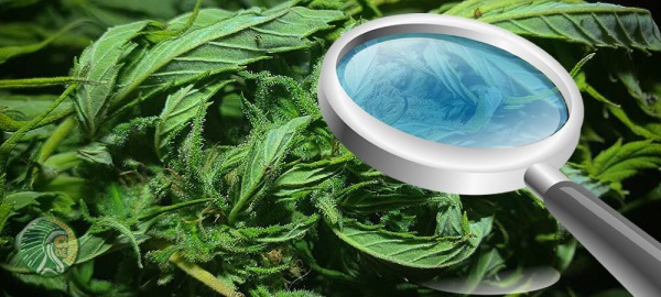 Wie können die Mängel von Cannabispflanzen behoben werden?