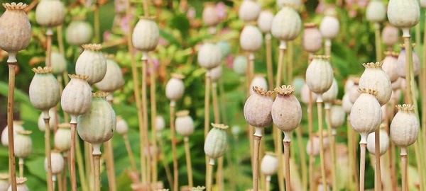 Consumatori di cannabis terapeutica e oppioidi per il dolore