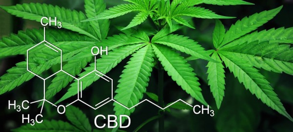 Effet positif des extraits d'herbes de Cannabis sativa L. sur les cellules de la peau